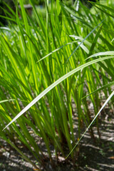 The sweet flag (Acorus calamus) plant 