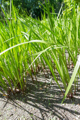 Obraz premium The sweet flag (Acorus calamus) plant 