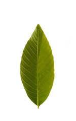 Fresh leaf details of the walnut (Juglans regia)