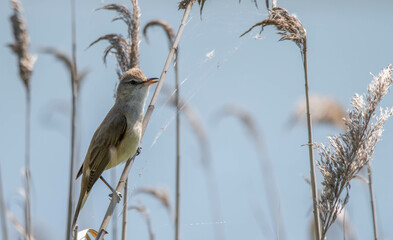 a bird perched on the reeds