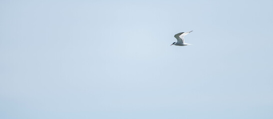 seagull in flight