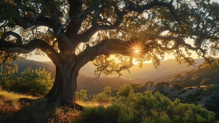 Fototapeta premium An impressive oak tree with sunset light filtering through its branches, mountains looming in the background