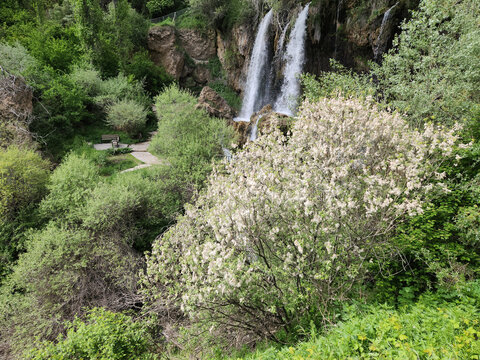 A blooming willow tree (Salix sp.)  nearby the Sizir Waterfalls in May