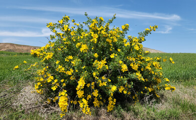 Austrian briar or Persian yellow rose (Rosa foetida) by the border line of a crop field