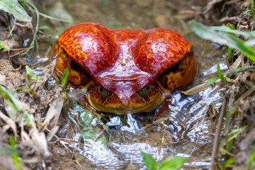 Ein Roter Tomatenfrosch frontal in einem Bachlauf sitzend