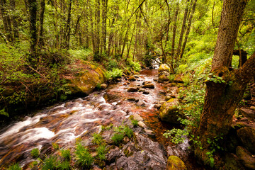 Arroyo de montaña