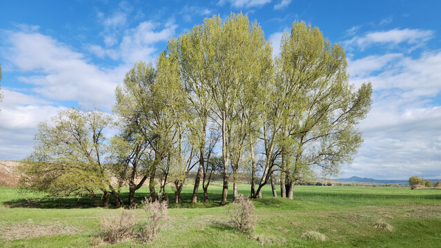 Black poplar (Populus nigra) trees by the bank of Melemez stream in Sivas in springtime