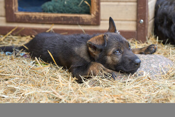 Beautiful German Shepherd puppies playing in their enclosure on a spring day in Skaraborg Sweden
