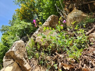 Wild pea (Pisum sativum) is a species from the Legume (Fabaceae) family.