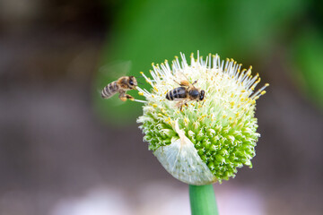 Biene sammelt Nektar auf einer grünen Pflanze
