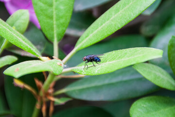 Eine Fliege sitzt auf einem Blatt