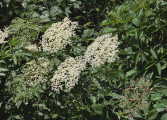 elder bush with corymbs white fragrant eddible flowers at spring