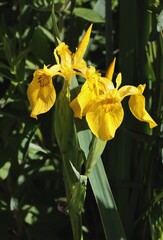 yellow flowers of iris plants close up