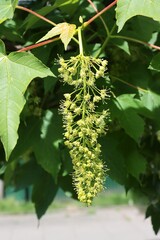 inflorescence small flowers of Sycamore maple tree at spring
