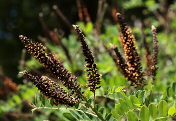 blossoming Amorpha Frutinosa bush -Leguminoseae family in park