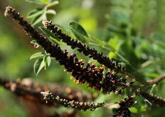 blossoming Amorpha Frutinosa bush -Leguminoseae family in park