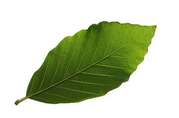 Leaf details of the oriental beech (Fagus orientalis) tree 