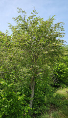 Oriental beech (Fagus orientalis) tree in Ballica village in Pazar district of Tokat province, Turkey