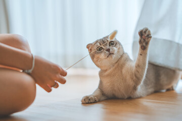 Woman using cat toy playing with her Scottish fold cat on the floor in living room, Pets owner relationship concept.