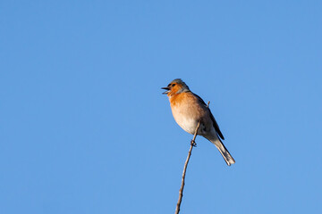 Common chaffinch  (Fringilla coelebs). Bird in its natural environment. 