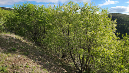 Trees of the mahaleb cherry or St. Lucie cherry (Prunus mahaleb)
