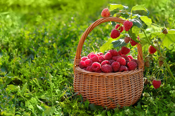 wicker basket with ripe red raspberries in garden, natural background. Fresh picking berries harvest. Healthy vitamin seasonal food. Summer season. copy space