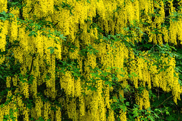 Blooming yellow acacia tree	