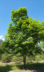 Obraz premium A blooming small-leaved linden (Tilia cordata) tree in spring time