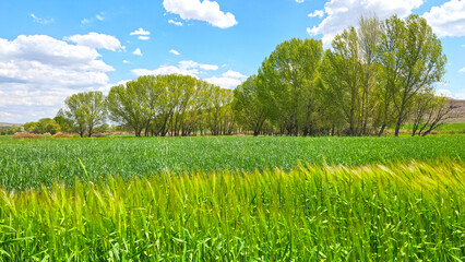 A barley field in spring time