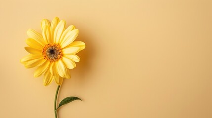 Yellow flower with smooth light blue or yellow background, bookeh effect