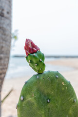 Unopened Red Cactus Flower Bud Closeup