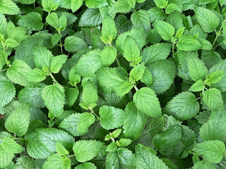 Green mint bushes grow in the garden