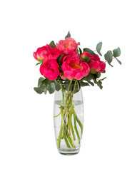 bouquet of pink peonies with green eucalyptus in a vase isolated