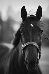 Obraz premium portrait of a horse