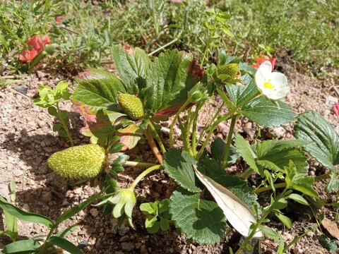 cactus in bloom