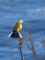 Western yellow wagtail is perching on a branch against a blue water.