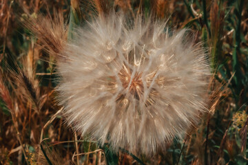 Dandelion on the background of meadow grasses