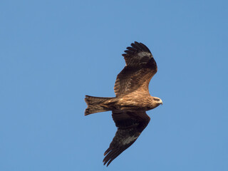 Flying black kite. Black kite against clear blue sky].