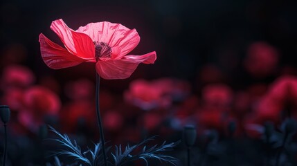 Vibrant Poppy Flower Blossoming on Dark Background - Nature's Beauty in Contrasting Tones