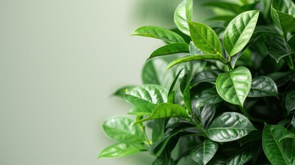 Fresh Green Plant in Neutral Background - Close Up of a Newly Planted Tree