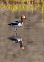 American Avocet Reflected in a Summer in a Pond in Wyoming