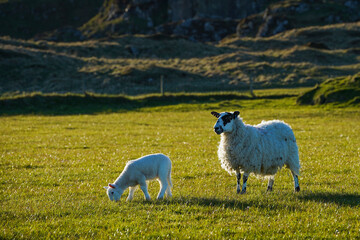A Scottish blackface sheep and a lamb in Scotland