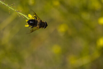 close-up, macro, insect, animal, nature, wildlife, plant, spring