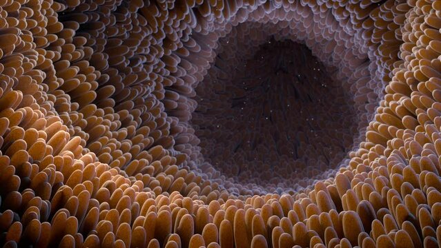 Intestine lining and villi , Food digestion and absorption , Intestinal villus