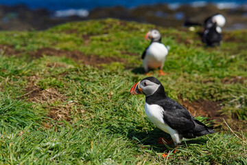 Atlantic puffin on the isle of Lunga in Scotland. The puffins breed on Lunga, a small island of the...