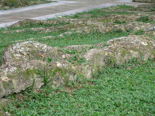 large tree roots protruding above grassy ground