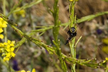 close-up, macro, insect, animal, nature, wildlife, plant, spring