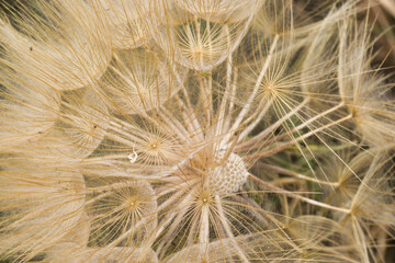 plant, spring, flora, field, nature, natural, outdoor, beautiful