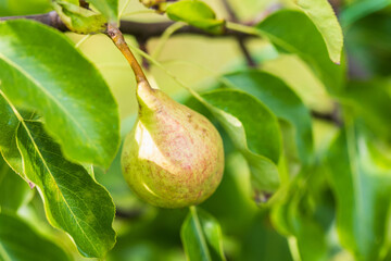 Fresh green pear grows on branch on a sunny day