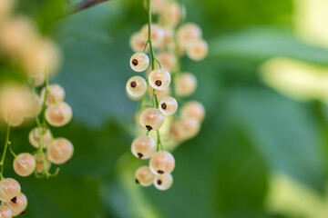 White currant fruits macro photo with selective focus